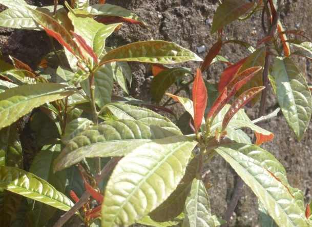 caydonlado Cây đơn lá đỏ, tác dụng cây đơn đỏ, địa chỉ bán cây đơn đỏ