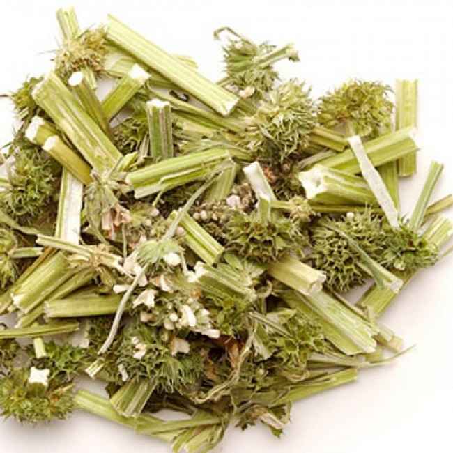 Cây ích mẫu, tác dụng cây ích mẫu, địa chỉ bán cây ích mẫu