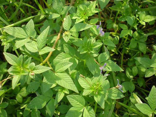 Cây mần ri, tác dụng cây mần ri, địa chỉ bán cây mần ri