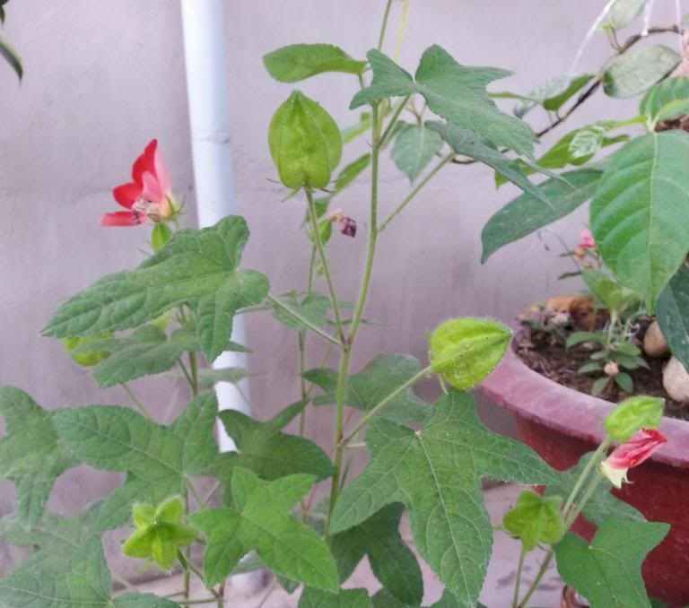 cay nhan sam phu yen