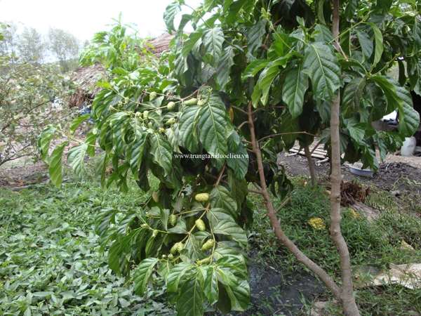 caynhautuoi caynhautuoi