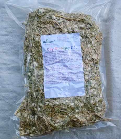 Cây nở ngày đất, tác dụng cây nở ngày đất, địa chỉ bán cây nở ngày đất