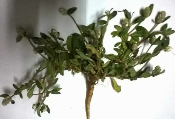 cây nở ngày đất