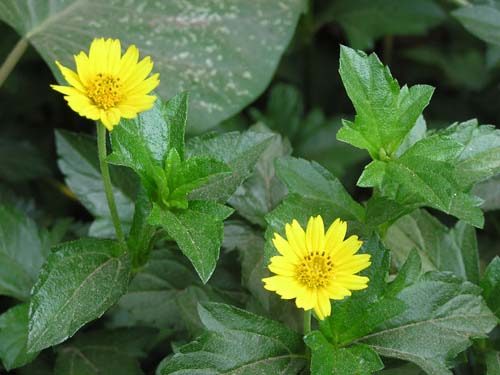 caysaidattriromsay cây sài đất