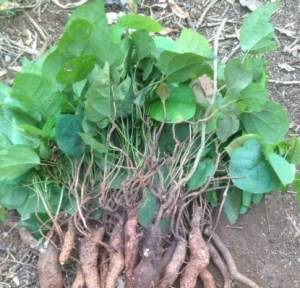 Cây sơn được dùng để trị mụn