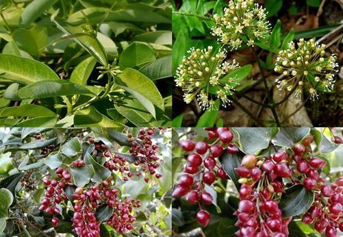 Tinh dầu xá xị, công dụng tinh dầu xá xị, địa chỉ bán tinh dầu xá xị