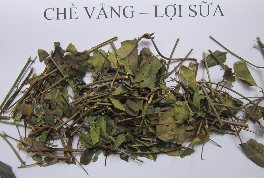 Trà Vằng - Cây Chè Vằng sử dụng làm lợi sữa, địa chỉ bán chè vằng