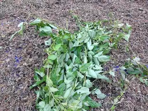 chedaytrongtrasonmat chedaytrongtrasonmat