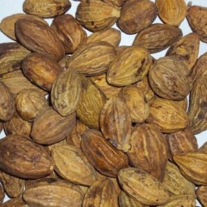 Trái kha tử | quả chiêu liêu | địa chỉ bán kha tử