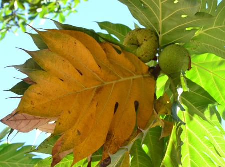 Lá sa kê | cây bánh mì | địa chỉ bán lá cây sa kê chữa gút, giải độc gan