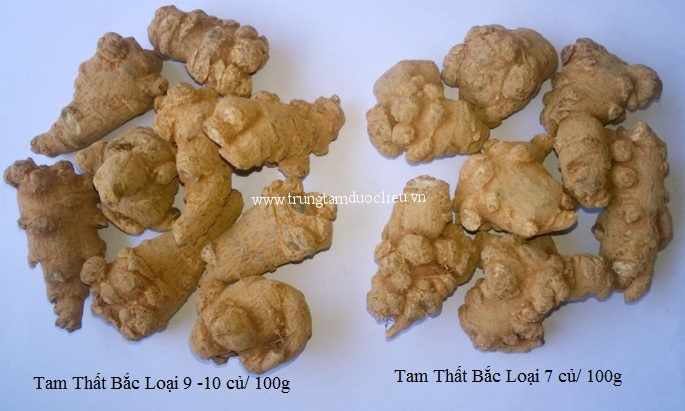 Công dụng, Tác dụng củ tam thất, tam thất chữa bệnh gì