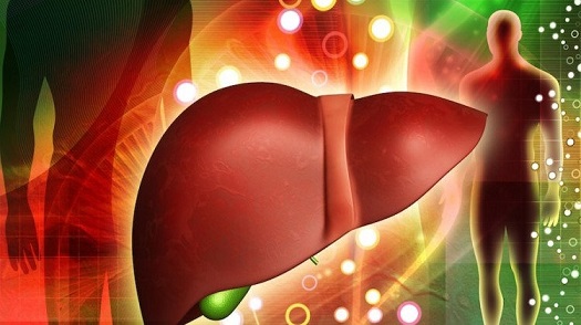 Cây tổ kiến - công dụng cây tổ kiến - địa chỉ bán cây tổ kiến khô