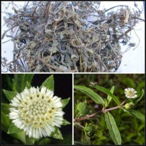 Cây cỏ mực | Cây nhọ nồi | Hạn liên thảo