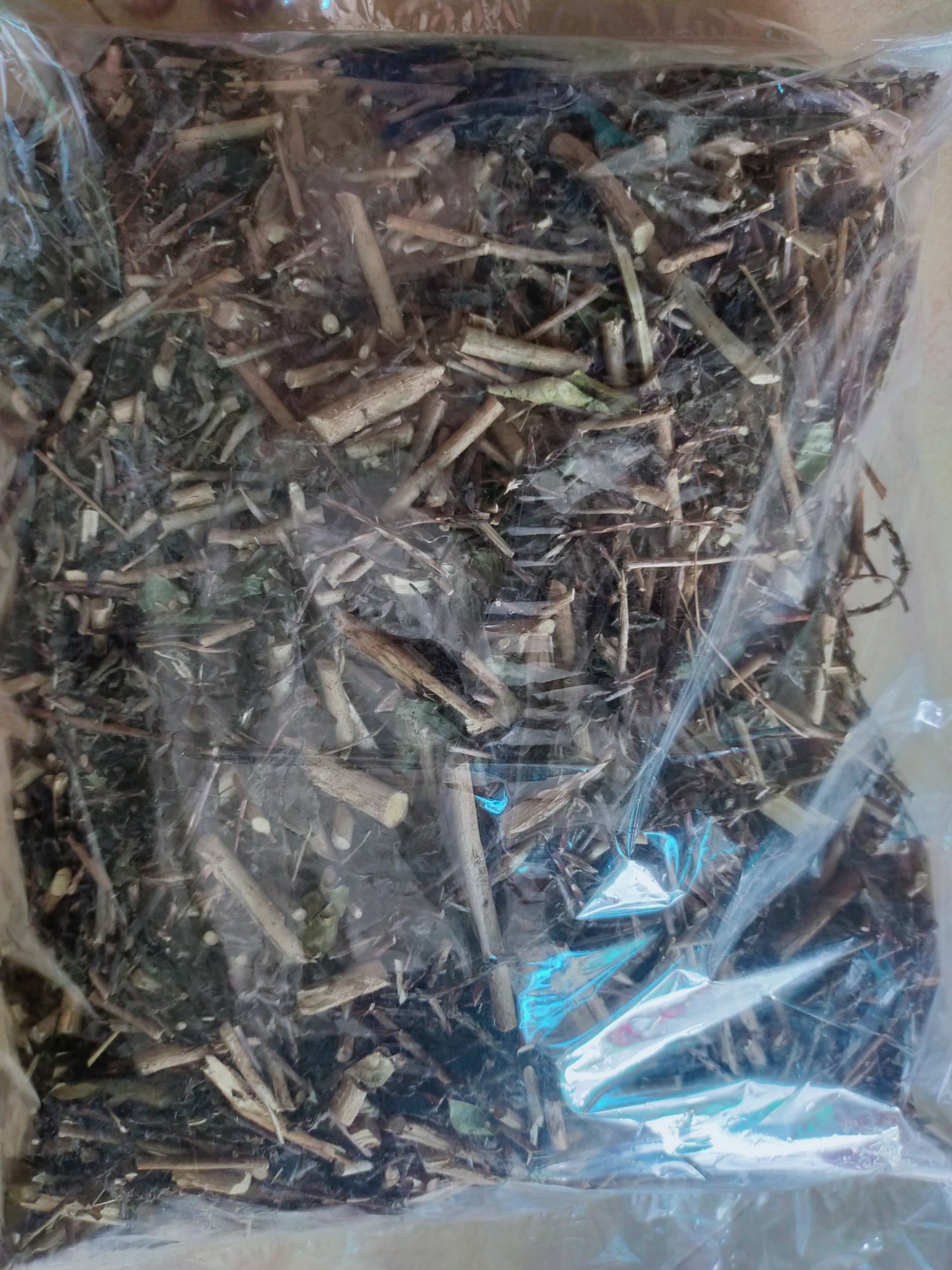 Cây cỏ roi ngựa | Cây đuôi chuột |  địa chỉ bán cây đuôi chuột