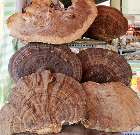 Nấm cổ linh chi, công dụng cổ linh chi, địa chỉ bán nấm cổ linh chi