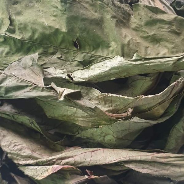 Lá khôi | Cây khôi nhung | Lá khôi tía | Cây săng xê | địa chỉ bán lá khôi chữa đau dạ dày, bao tử