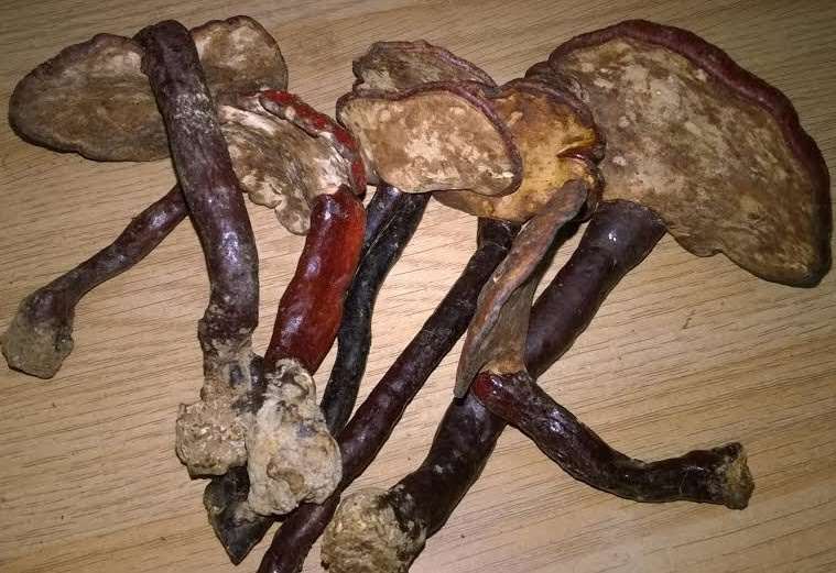 cong-dung-nao-cua-nam-lim-xanh-tu-nhien-la-tot-nhat Nấm Lim Xanh chữa ung thư | Tác dụng nấm lim xanh | Bán nấm lim xanh