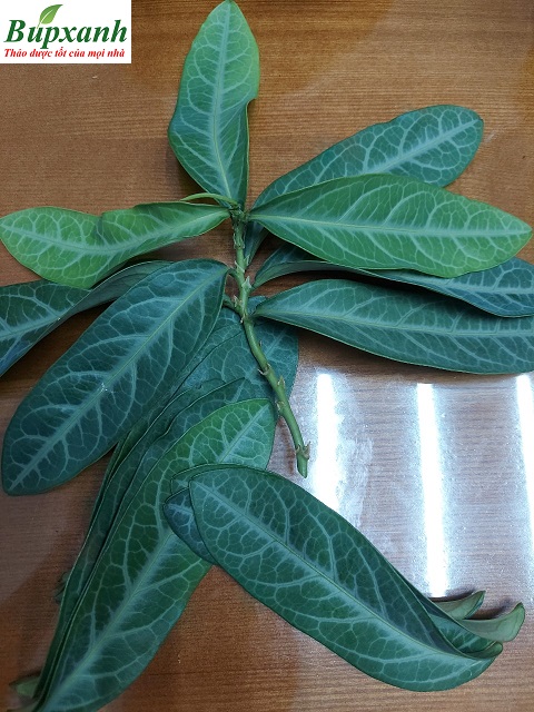 cong-dung-tac-dung-cay-luoi-nhan-bupxanh