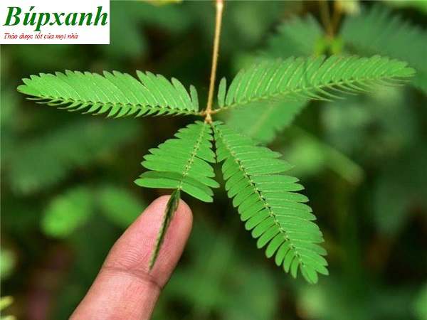 Cây xấu hổ | Cây cỏ ngươi | Cây mắc cỡ | Cây trinh nữ | Địa chỉ bán cây xấu hổ