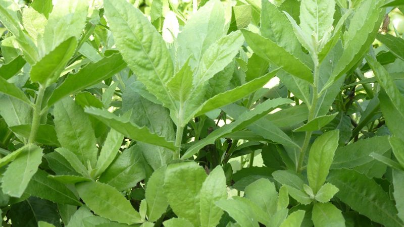 cong-dung-tuyet-voi-cua-la-tu-bi-chua-soi-than-it-ai-biet-1 CÂY TỪ BI CHỮA BỆNH GÌ? KHÁM PHÁ NGAY 15 CÔNG DỤNG THẦN KỲ