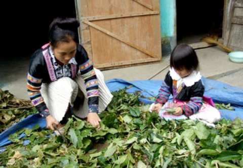 cong dung thuoc tam dao do
