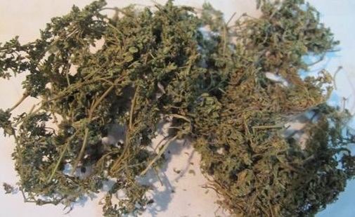 Cỏ sữa lá nhỏ, công dụng cây cỏ sữa lá nhỏ, địa chỉ bán cỏ sữa lá nhỏ