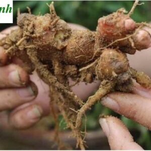 Cây gừng gió | Củ riềng gió