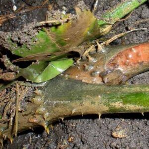 Củ móp gai | Chóc gai |  Ráy gai | Hải vu | Sơn thục gai | cây Móp