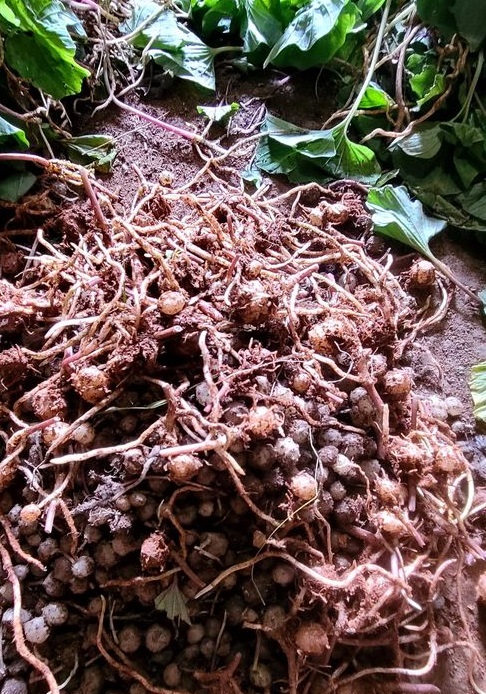 địa chỉ bán củ một lá tươi