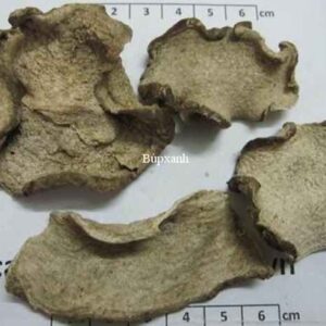 Cây ráy | Củ ráy | Ráy dại | Địa chỉ bán củ ráy khô