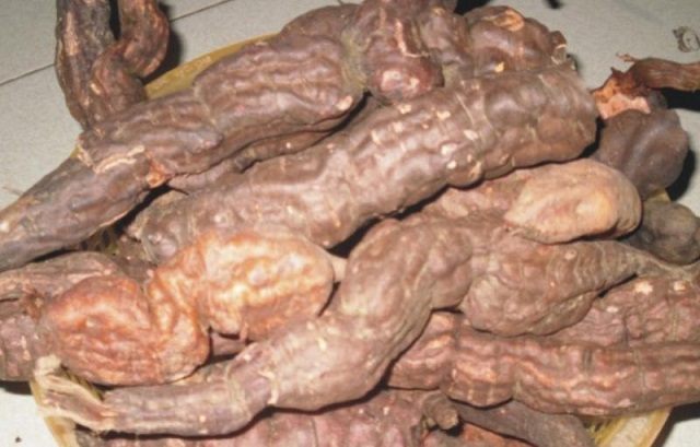 củ hà thủ ô đỏ