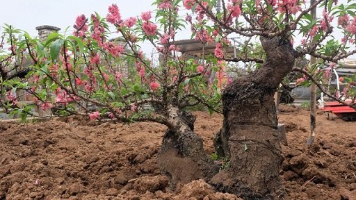 cây hoa đào thế