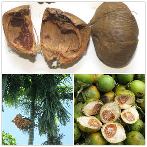 dai_phuc_bi_vo_cau Đại phúc bì