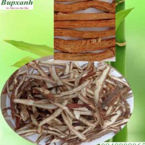 Cây đan sâm | Địa chỉ bán đan sâm