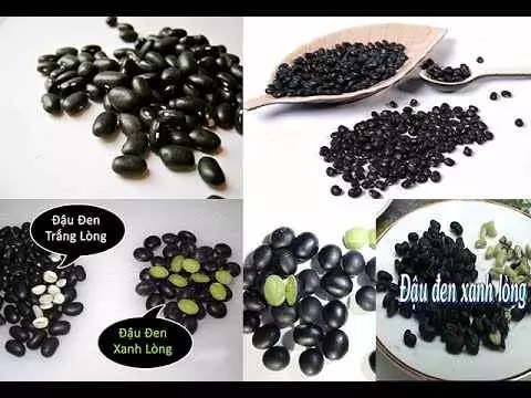 daudenxanhlong đậu đen xanh long