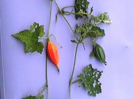 Dây cứt quạ | Mướp đất