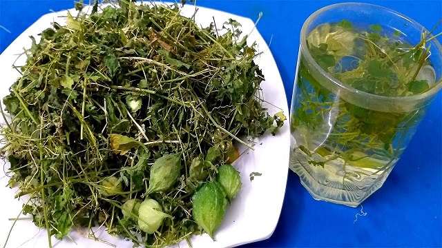 Dây khô qua rừng | địa chỉ bán trà khổ qua rừng | cây mướp đắng rừng