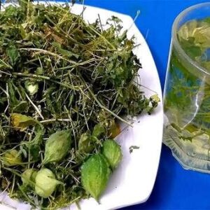 Dây khô qua rừng | địa chỉ bán trà khổ qua rừng | cây mướp đắng rừng