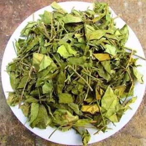 Dây thìa canh | Cây thìa canh | Cao thìa canh