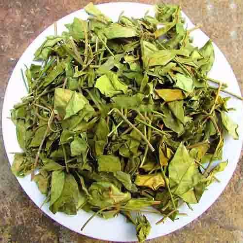 dây thìa canh dùng để nấu cao thìa canh chữa tiểu đường