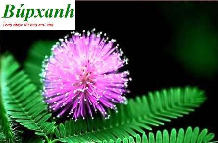 Cây xấu hổ | Cây cỏ ngươi | Cây mắc cỡ | Cây trinh nữ | Địa chỉ bán cây xấu hổ