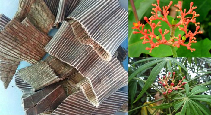 Công dụng cây đỗ trọng, địa chỉ bán đỗ trọng nam, giá đỗ trọng bắc