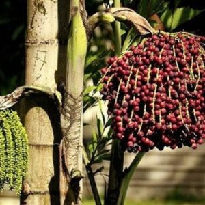 Trái đủng đỉnh | Địa chỉ bán quả đủng đỉnh khô | Cây móc