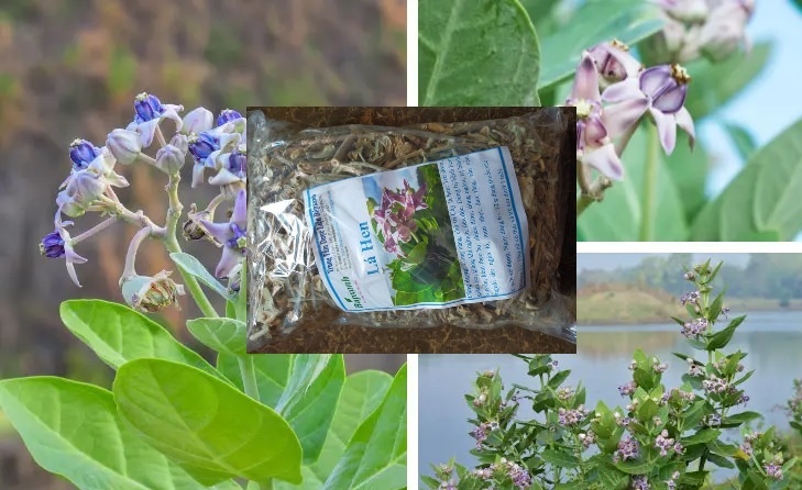 Lá Hen – thảo dược quý trong điều trị đờm – ho – khó thở