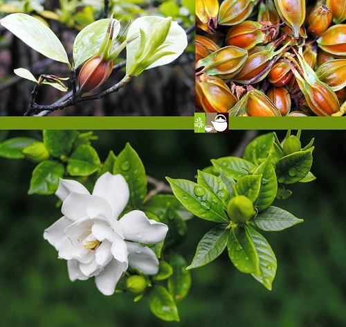 bột tạo màu vàng tự nhiên dành dành | Chi Tử | Bột dành dành | quả dành dành | Địa chỉ bán hạt dành dành