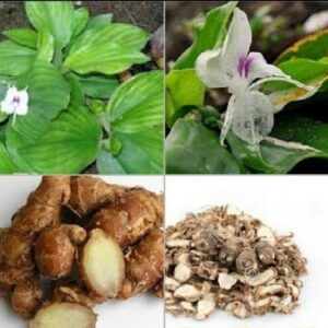 Củ địa liền | Cây địa liền