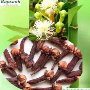 Nụ hoa đinh hương | Nụ đinh hương | Cây đinh hương