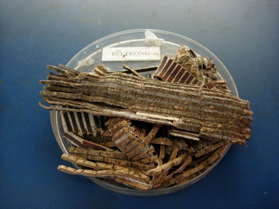 Công dụng cây đỗ trọng, địa chỉ bán đỗ trọng nam, giá đỗ trọng bắc