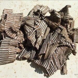 Công dụng cây đỗ trọng, địa chỉ bán đỗ trọng nam