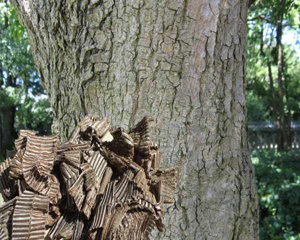 Công dụng cây đỗ trọng, địa chỉ bán đỗ trọng nam, giá đỗ trọng bắc